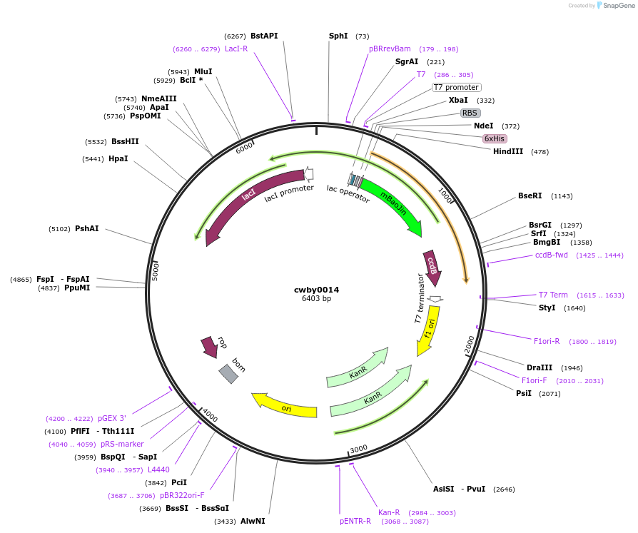 232223-plasmid-map-sequence-id-491525