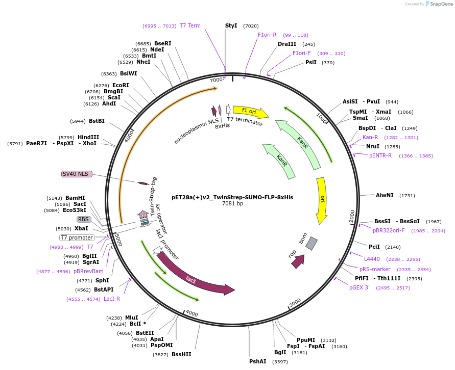 246980-plasmid-map-sequence-id-491526