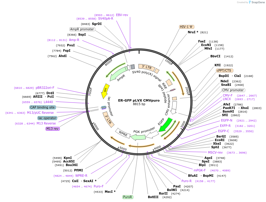 246912-plasmid-map-sequence-id-491528