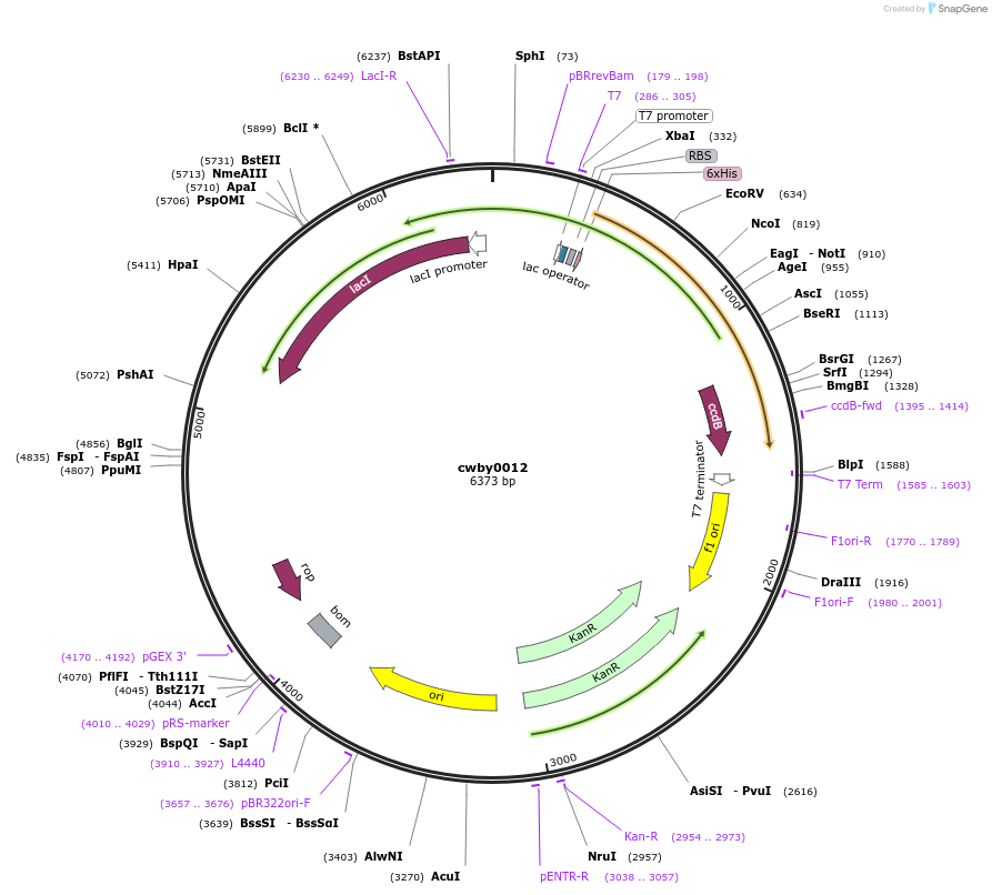 232221-plasmid-map-sequence-id-491529