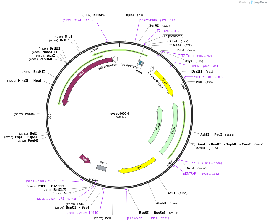 232213-plasmid-map-sequence-id-491530