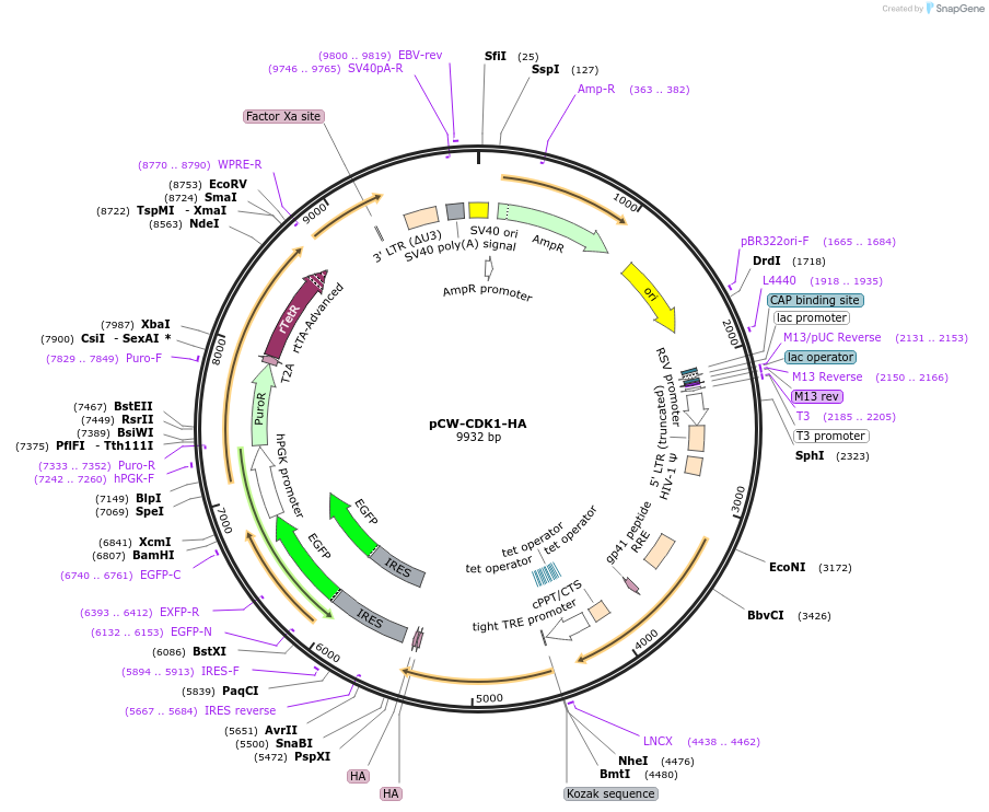 247438-plasmid-map-sequence-id-491531