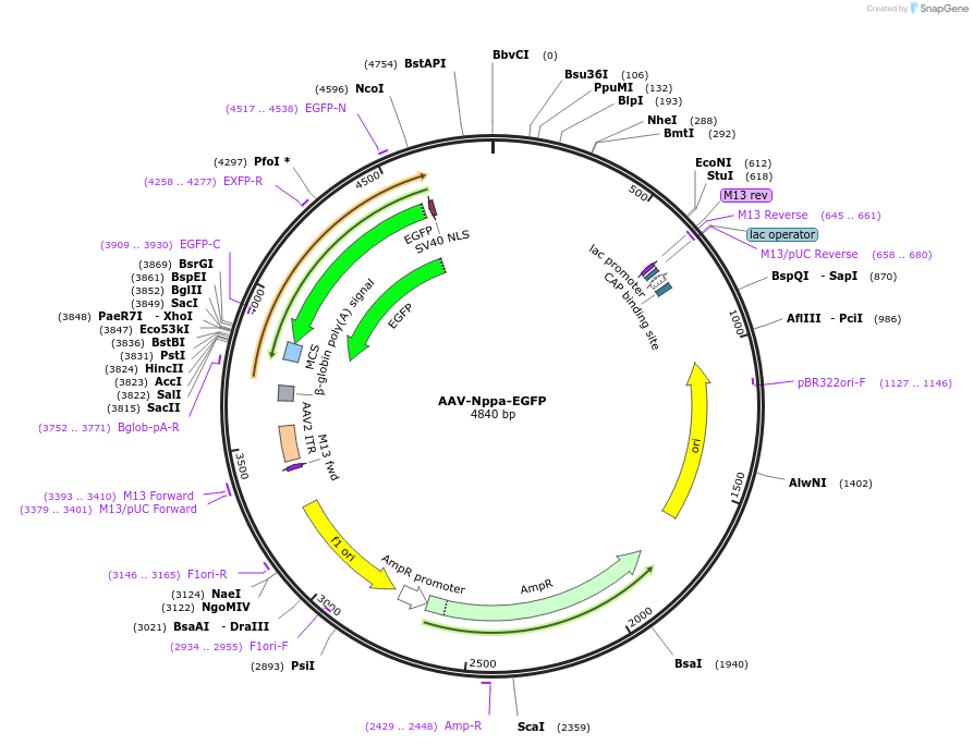 247327-plasmid-map-sequence-id-491534