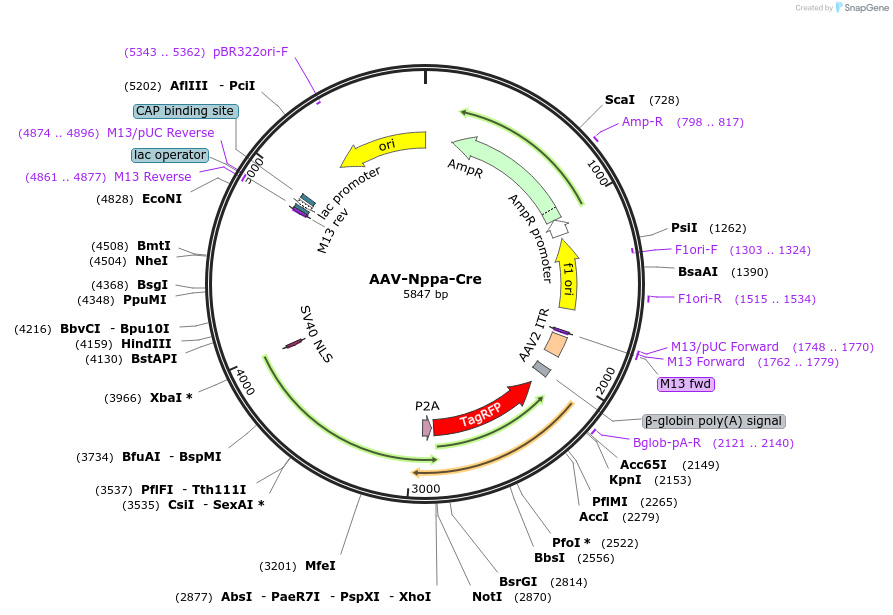 247326-plasmid-map-sequence-id-491535