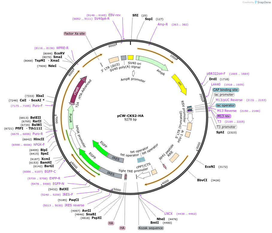 247439-plasmid-map-sequence-id-491536