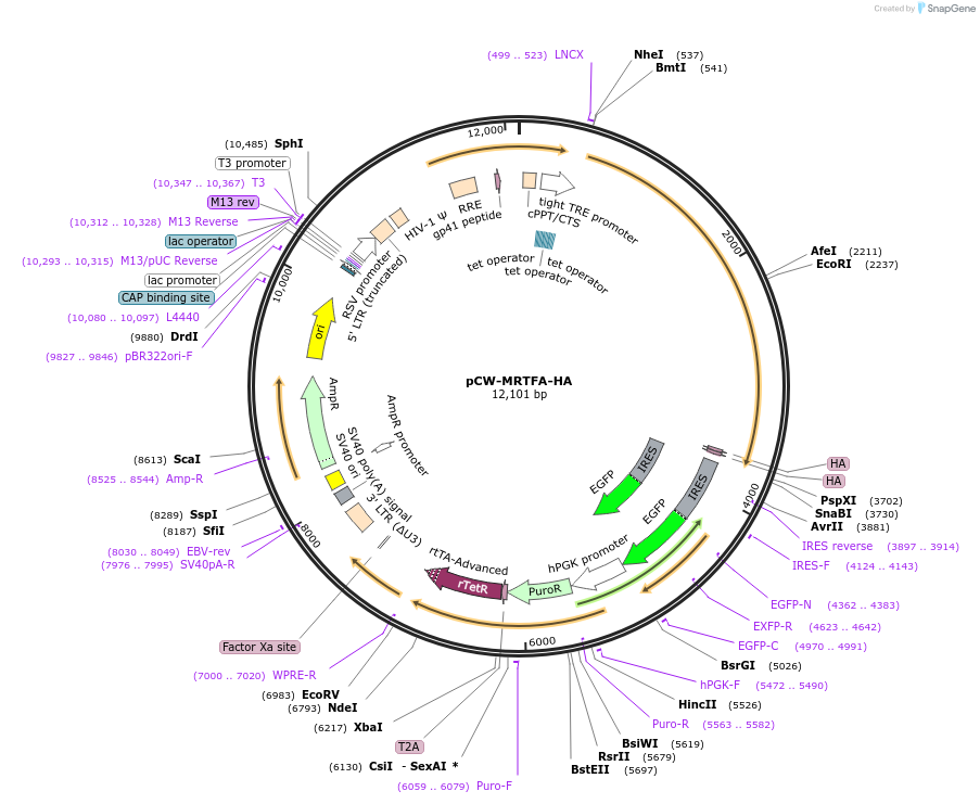 247436-plasmid-map-sequence-id-491537