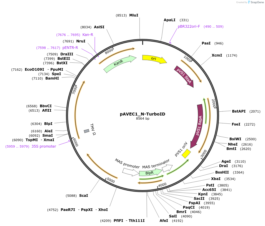 231277-plasmid-map-sequence-id-491544