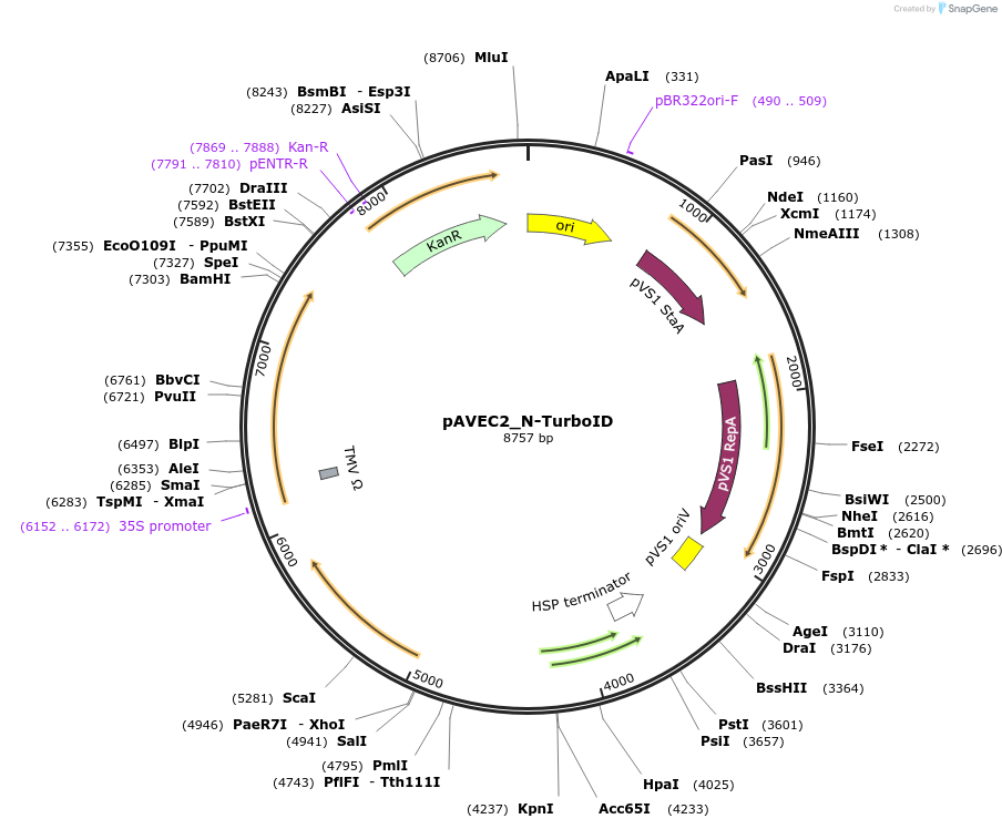 231293-plasmid-map-sequence-id-491545