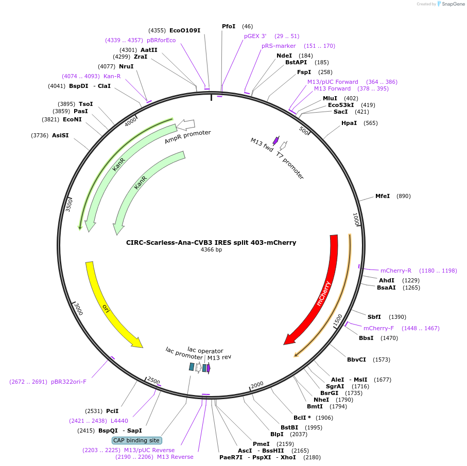 246753-plasmid-map-sequence-id-491549