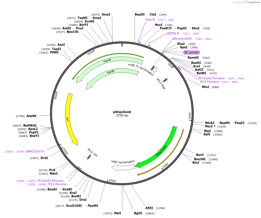 243674-plasmid-map-sequence-id-491550