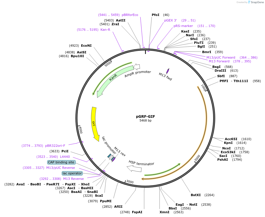 243677-plasmid-map-sequence-id-491551