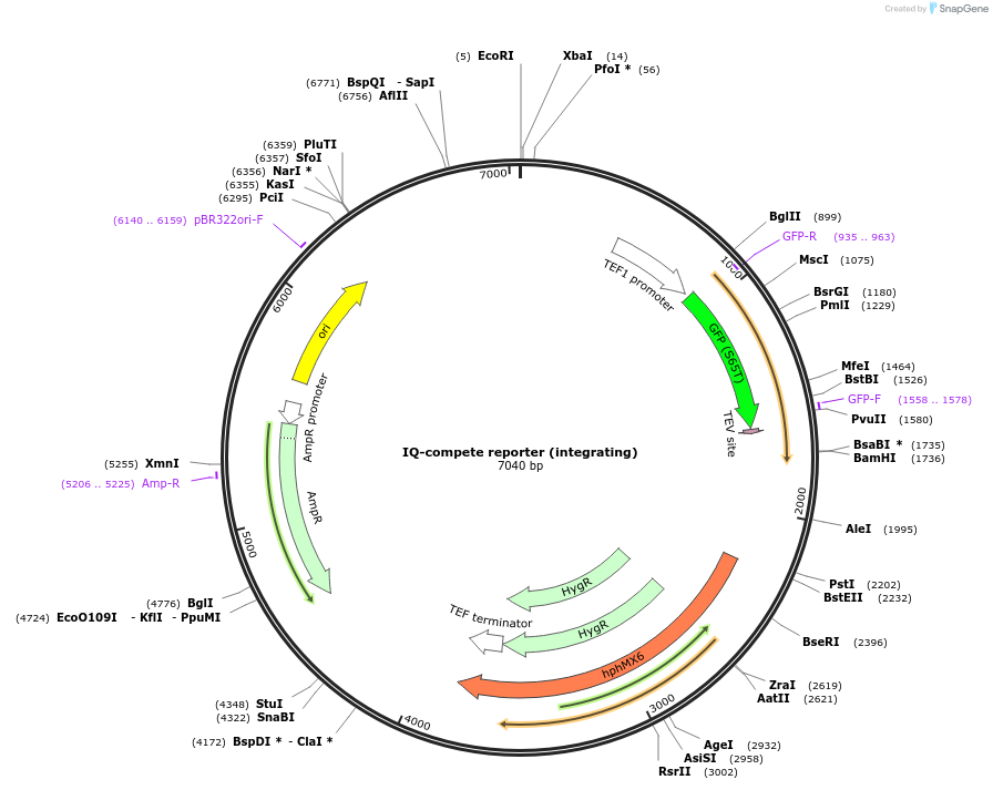 247176-plasmid-map-sequence-id-491566