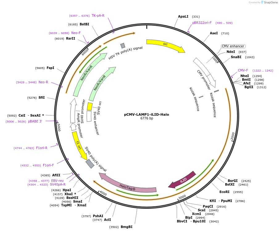 247296-plasmid-map-sequence-id-491572