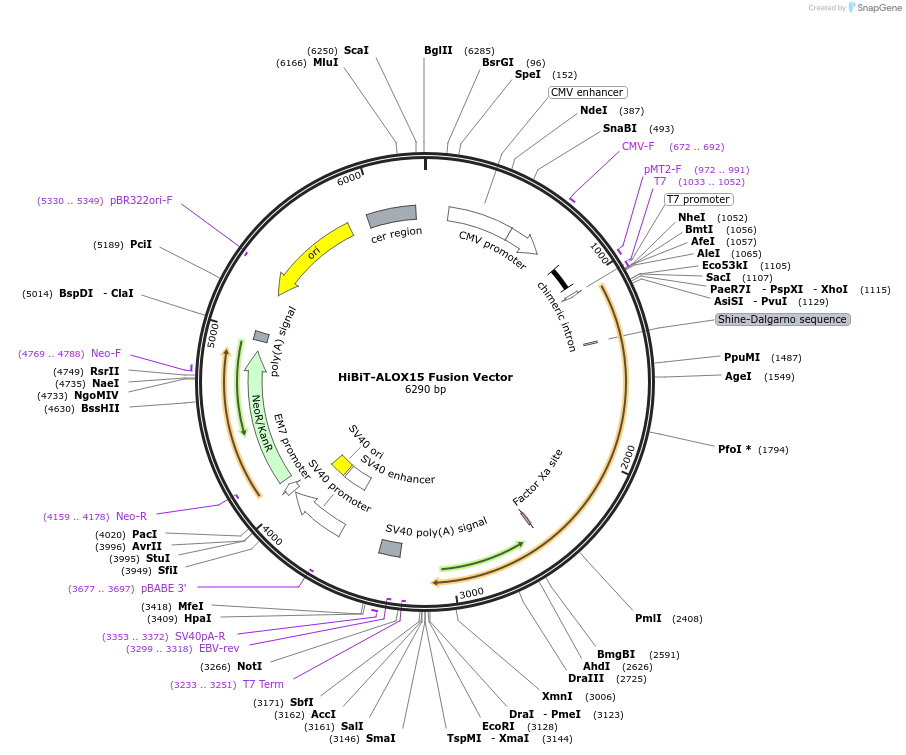 238600-plasmid-map-sequence-id-491575