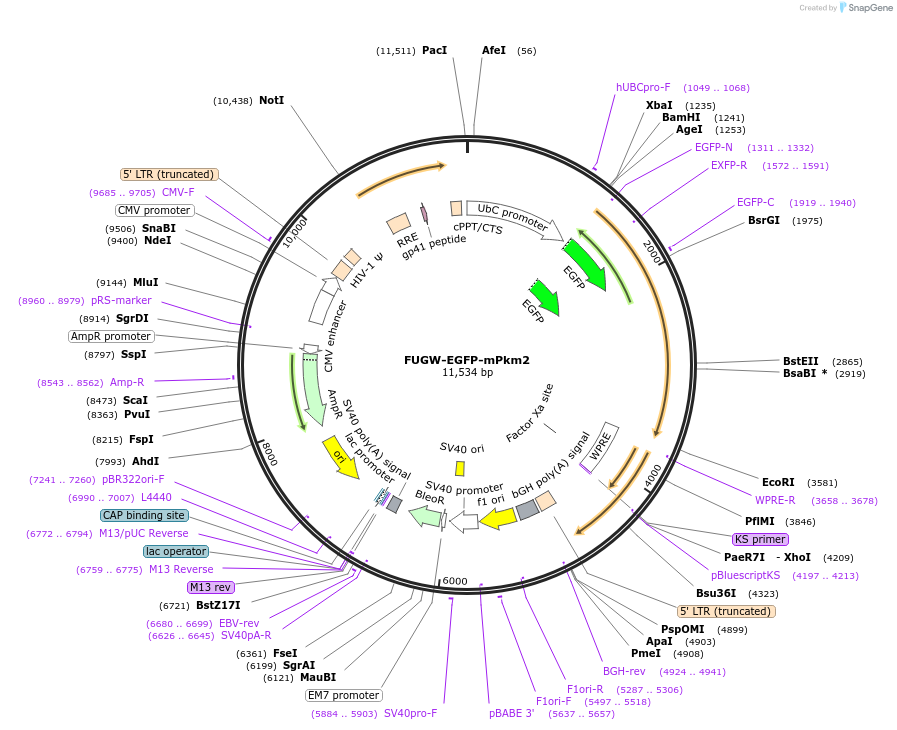 242812-plasmid-map-sequence-id-491577