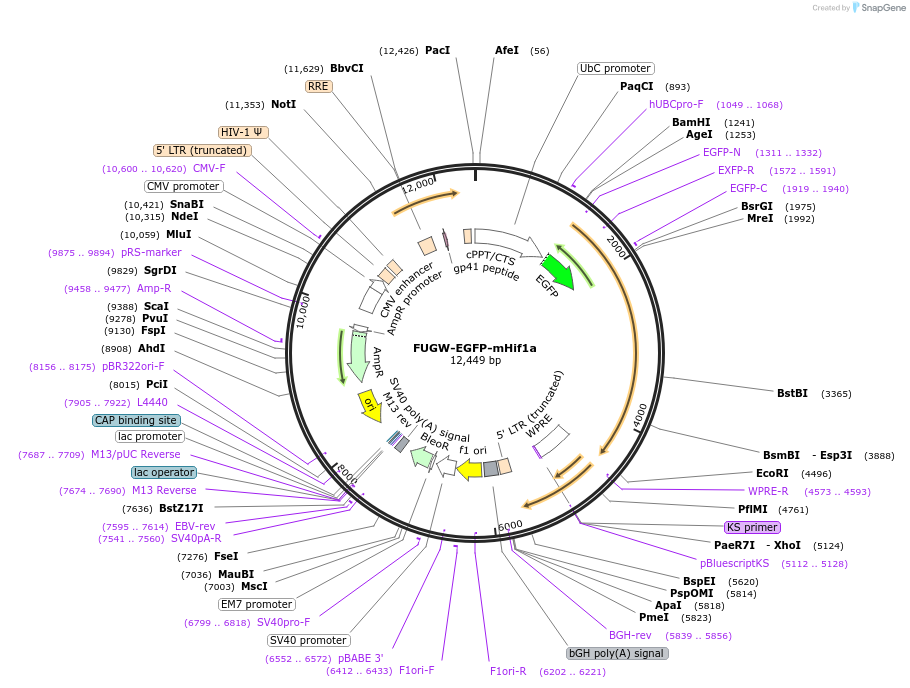 242809-plasmid-map-sequence-id-491579