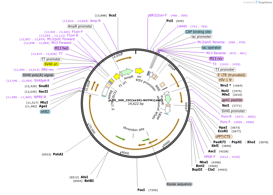 247362-plasmid-map-sequence-id-491581