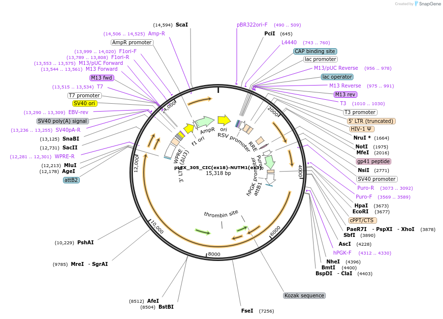 247363-plasmid-map-sequence-id-491583