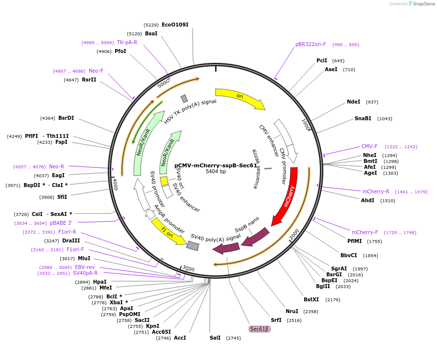 247297-plasmid-map-sequence-id-491592