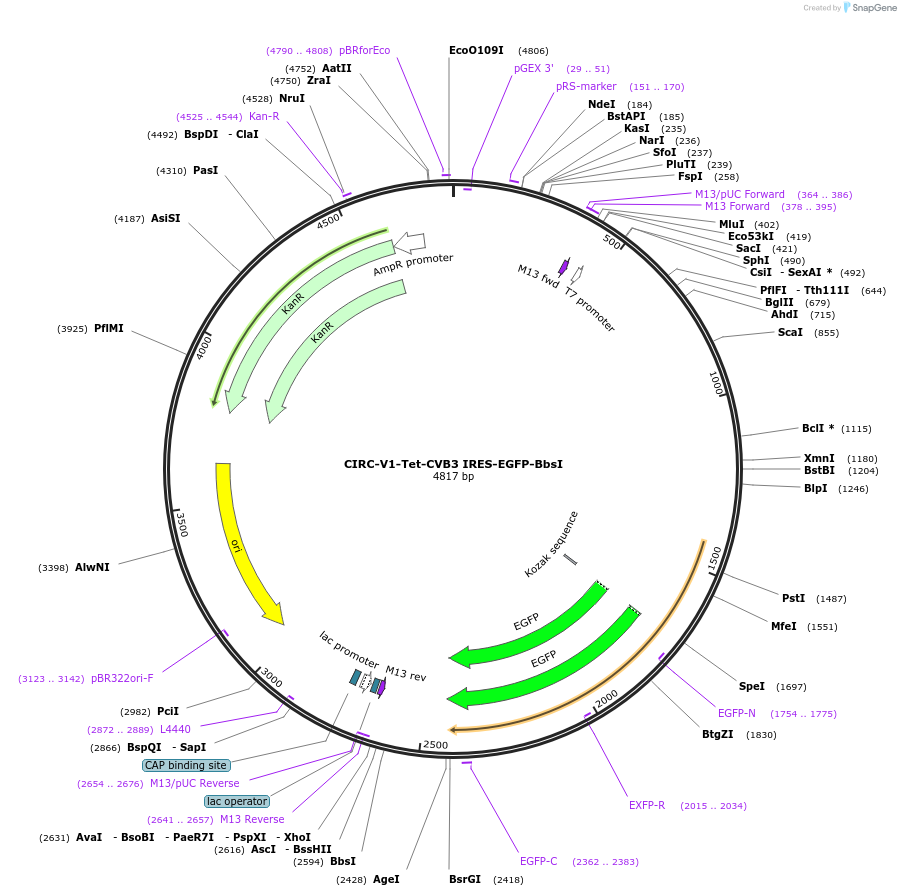 246756-plasmid-map-sequence-id-491595