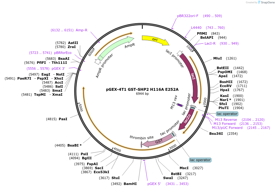 244493-plasmid-map-sequence-id-491601
