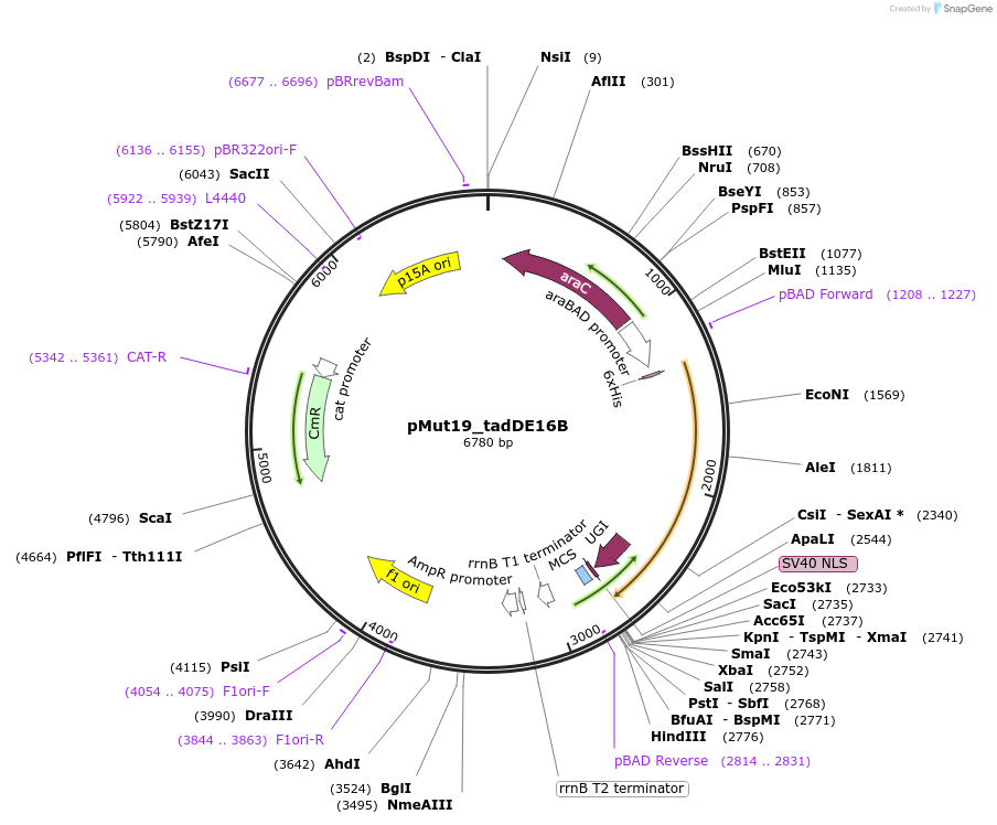 247073-plasmid-map-sequence-id-491604