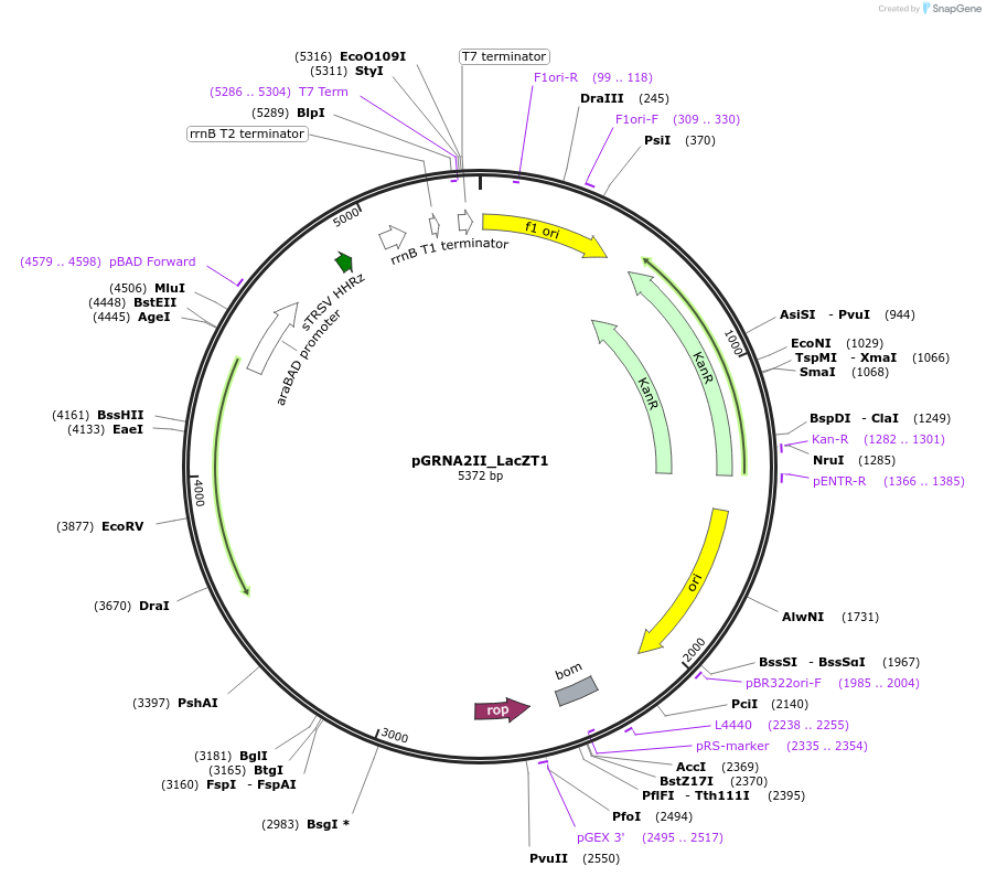 247079-plasmid-map-sequence-id-491670