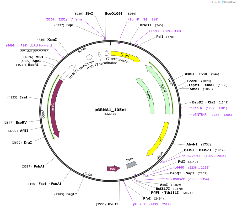 247075-plasmid-map-sequence-id-491673