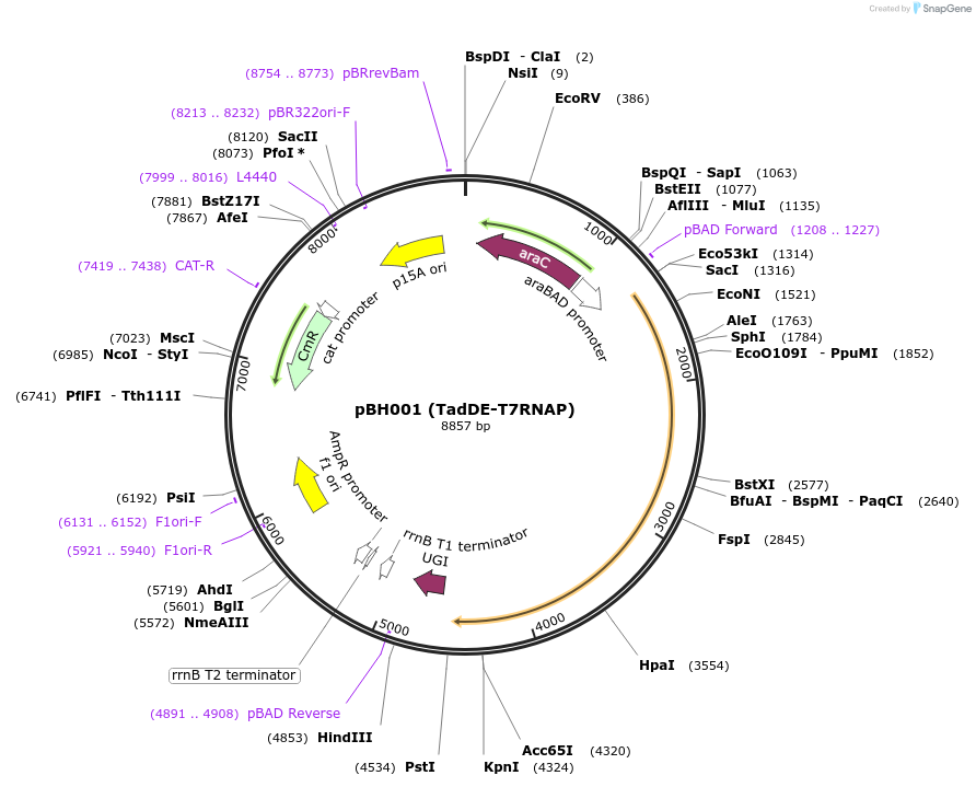 247050-plasmid-map-sequence-id-491674