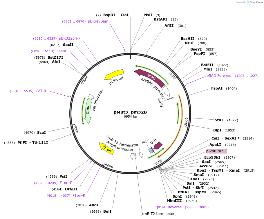 247071-plasmid-map-sequence-id-491676
