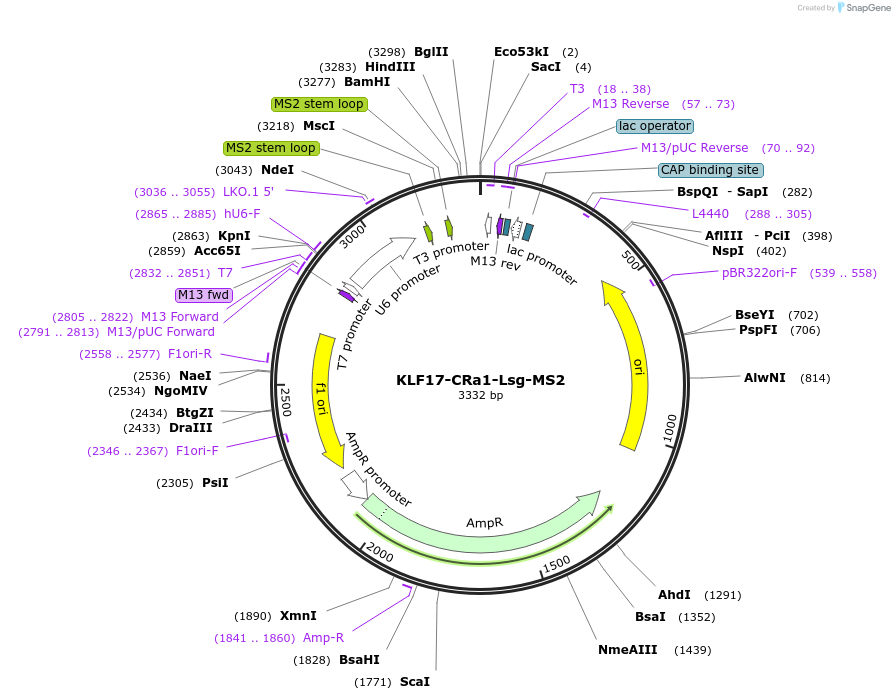 247476-plasmid-map-sequence-id-491678