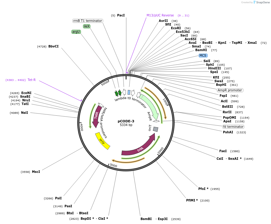 247475-plasmid-map-sequence-id-491679