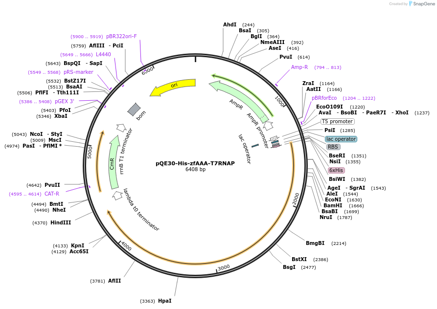 247374-plasmid-map-sequence-id-491695
