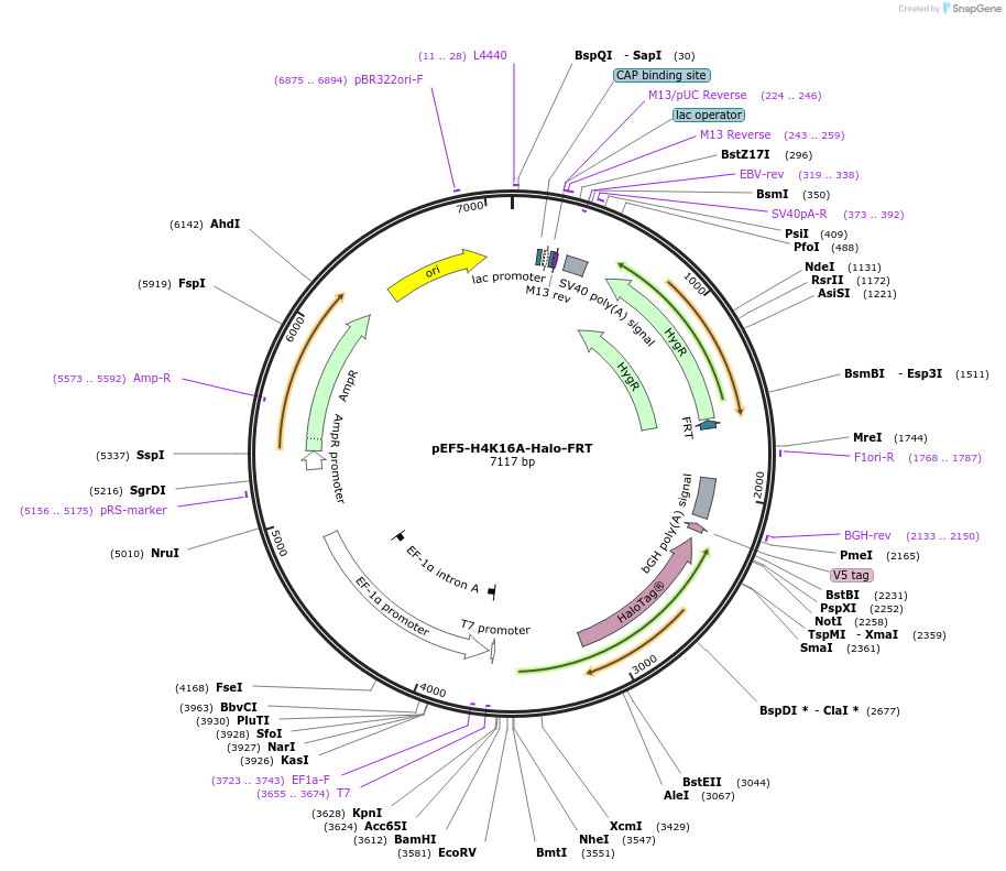 247459-plasmid-map-sequence-id-491700