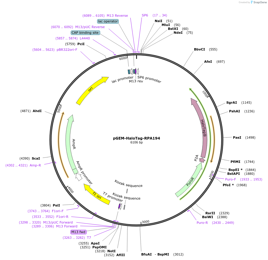 247353-plasmid-map-sequence-id-491701