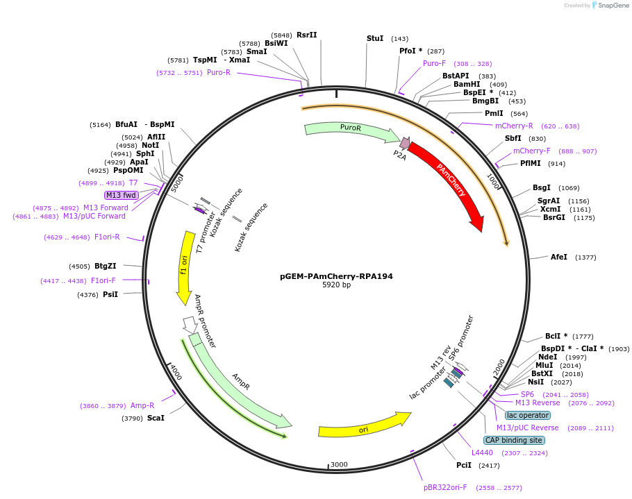 247354-plasmid-map-sequence-id-491702