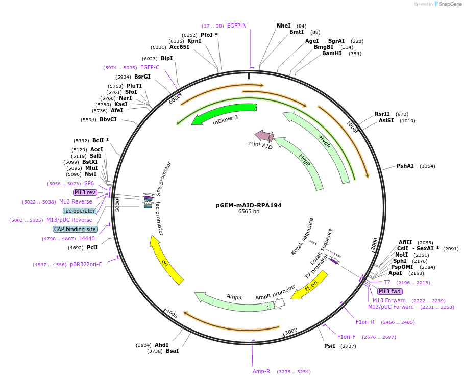 247355-plasmid-map-sequence-id-491703