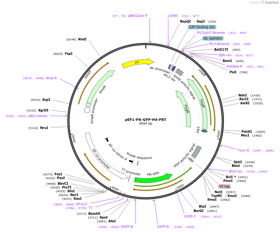 247333-plasmid-map-sequence-id-491704