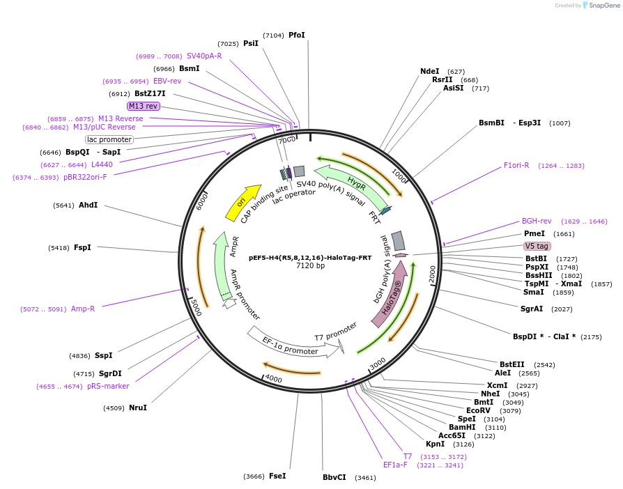 247453-plasmid-map-sequence-id-491705
