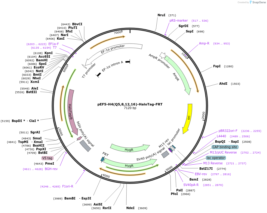 247454-plasmid-map-sequence-id-491707