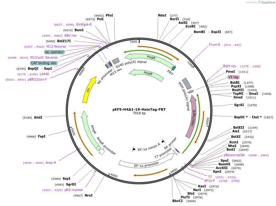 247456-plasmid-map-sequence-id-491708
