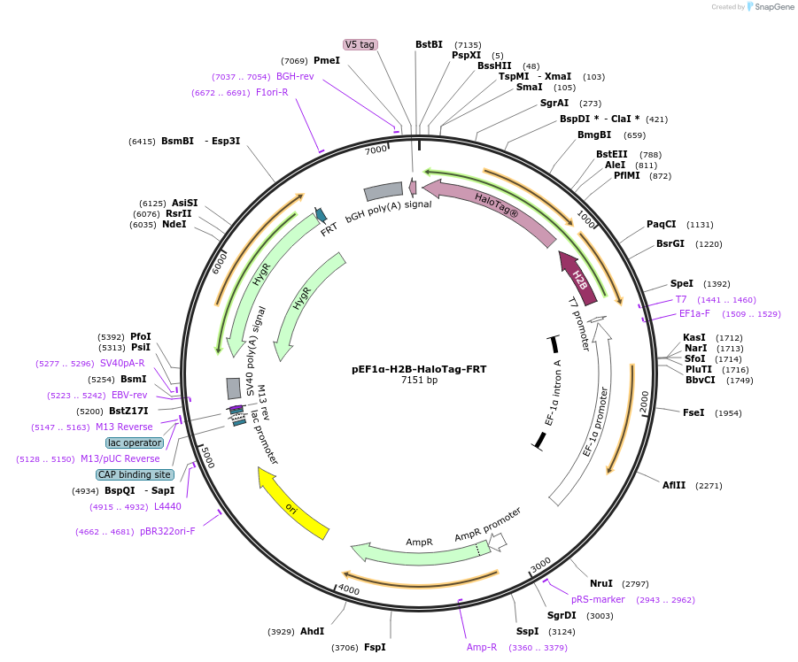 247338-plasmid-map-sequence-id-491711