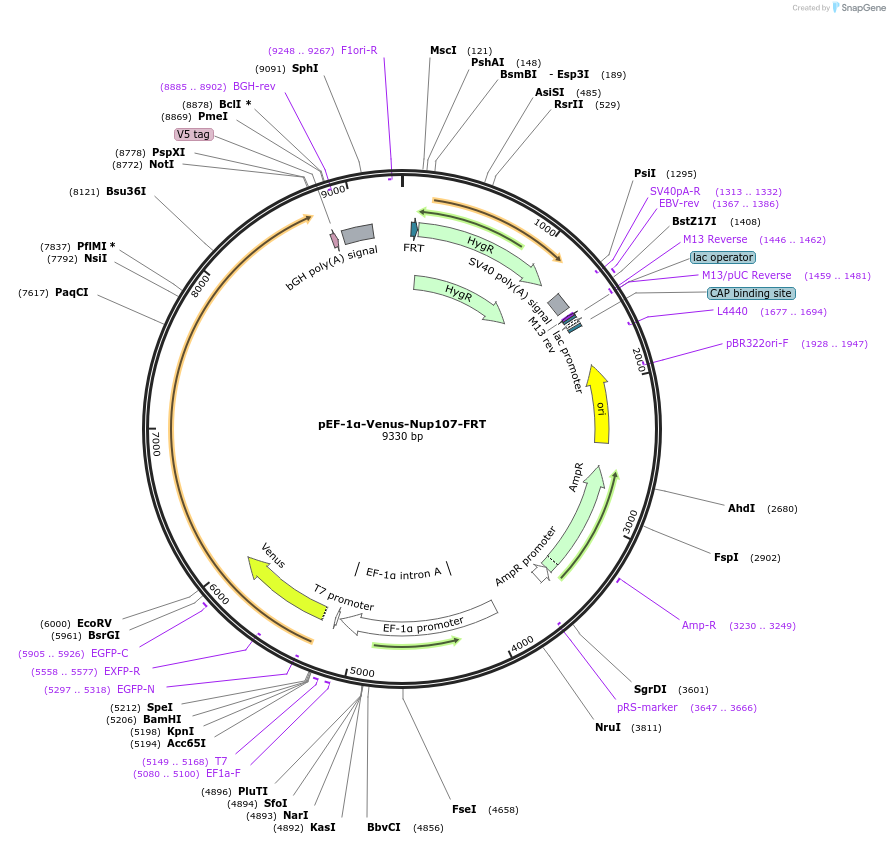 247344-plasmid-map-sequence-id-491713