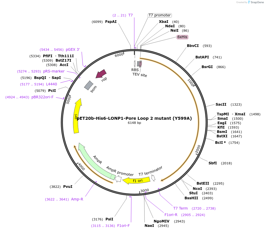 247939-plasmid-map-sequence-id-491720