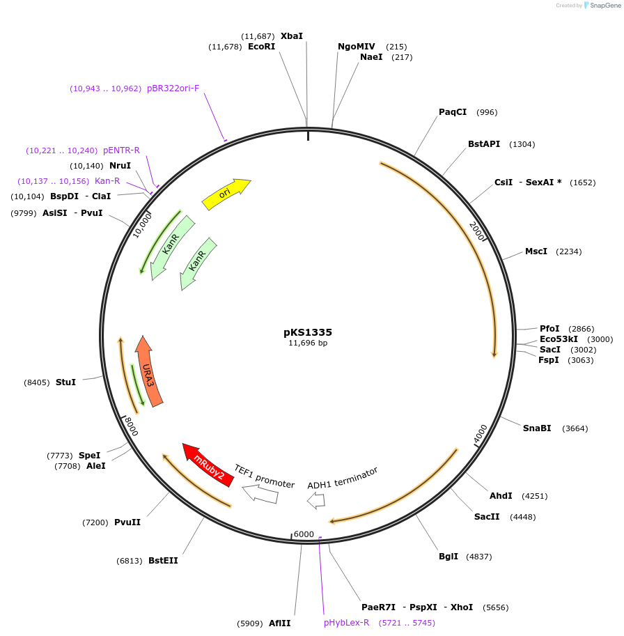 239509-plasmid-map-sequence-id-491723