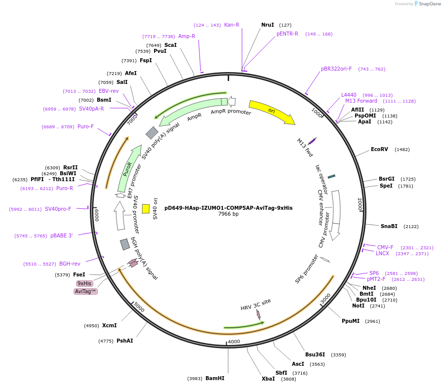 157279-plasmid-map-sequence-id-491726