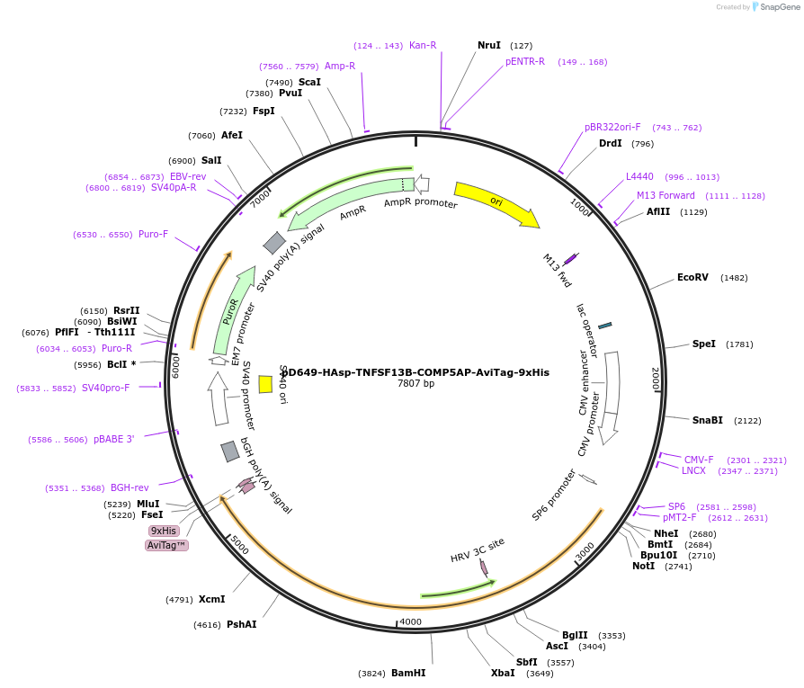 157213-plasmid-map-sequence-id-491727