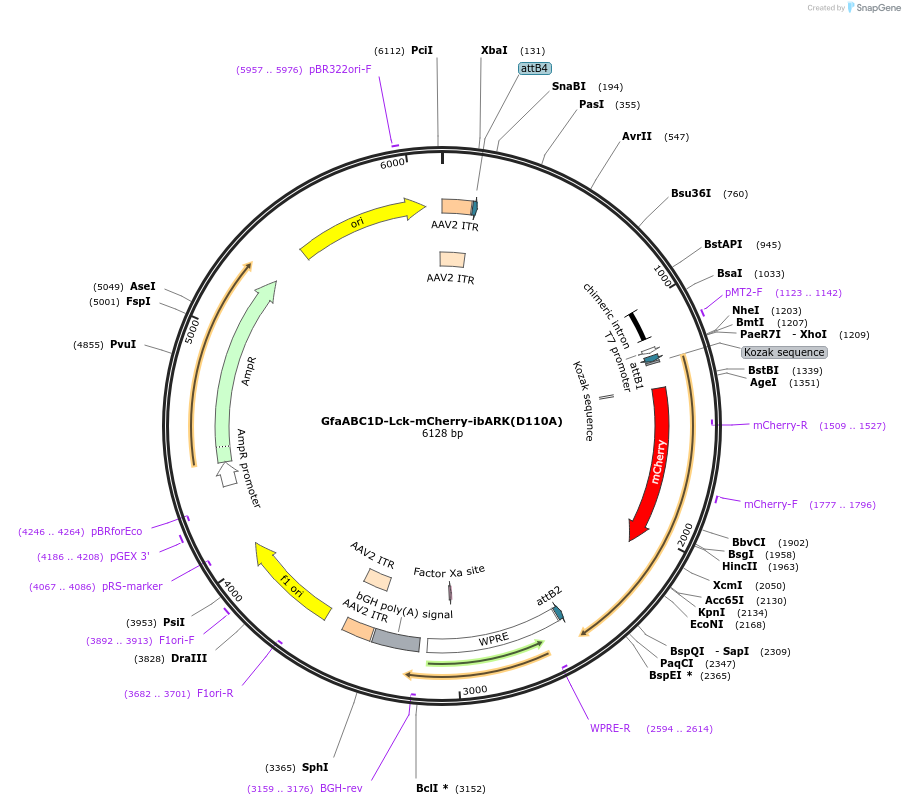 241242-plasmid-map-sequence-id-491728