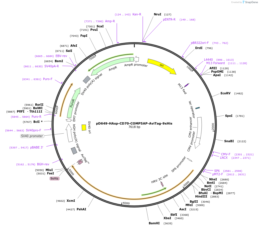 157113-plasmid-map-sequence-id-491729