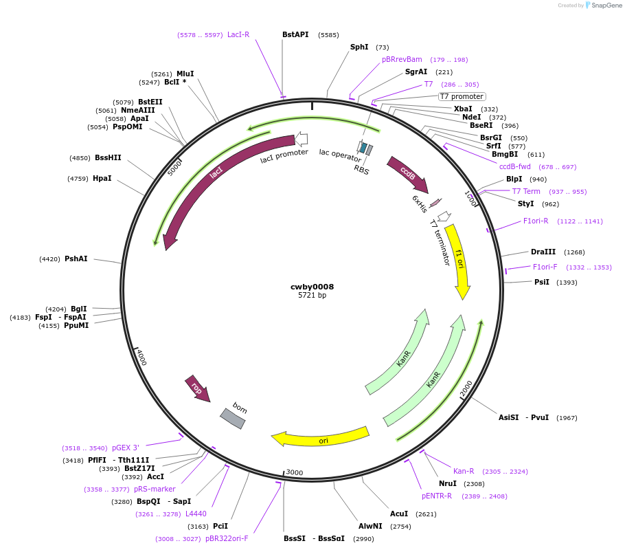 232217-plasmid-map-sequence-id-491742